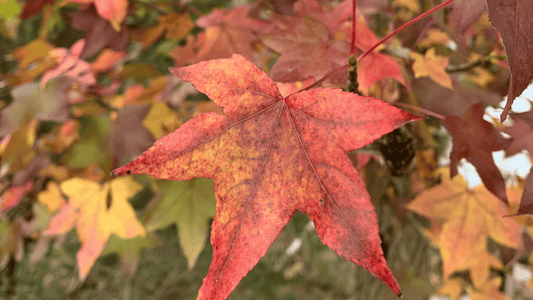 Autumn Leaves 