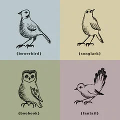 Illustration of four bird species with names: bowerbird, songlark, boobook, fantail on color-blocked background