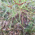 Nature Trails Yarn Club