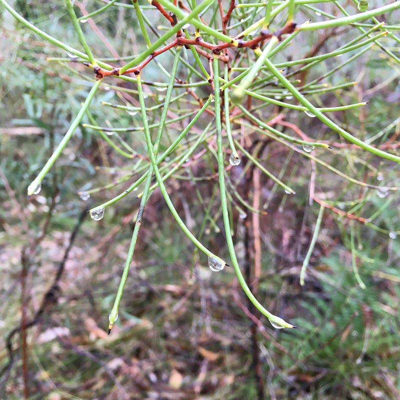 Nature Trails Yarn Club