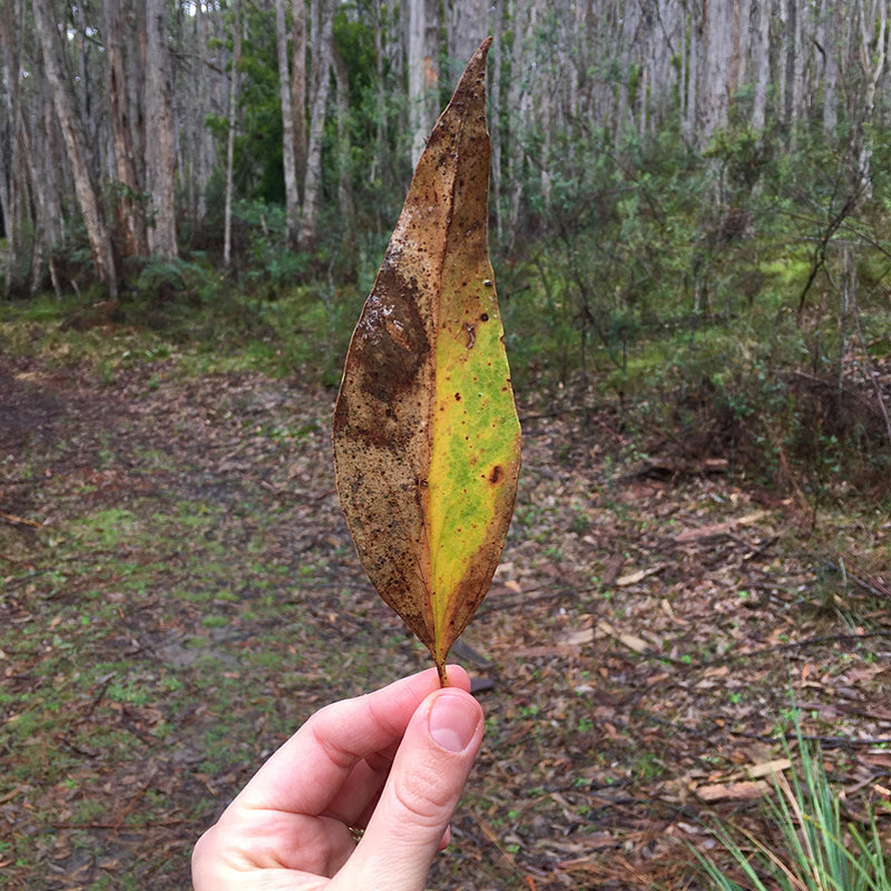 Nature Trails Yarn Club