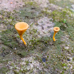 Nature Trails Yarn Club